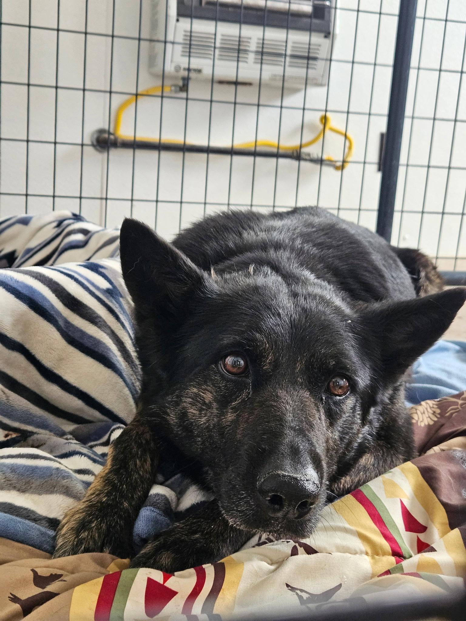 Enlarge Molly, a Adoptable German Shepherd Dog in Monte Vista, CO image 2/2