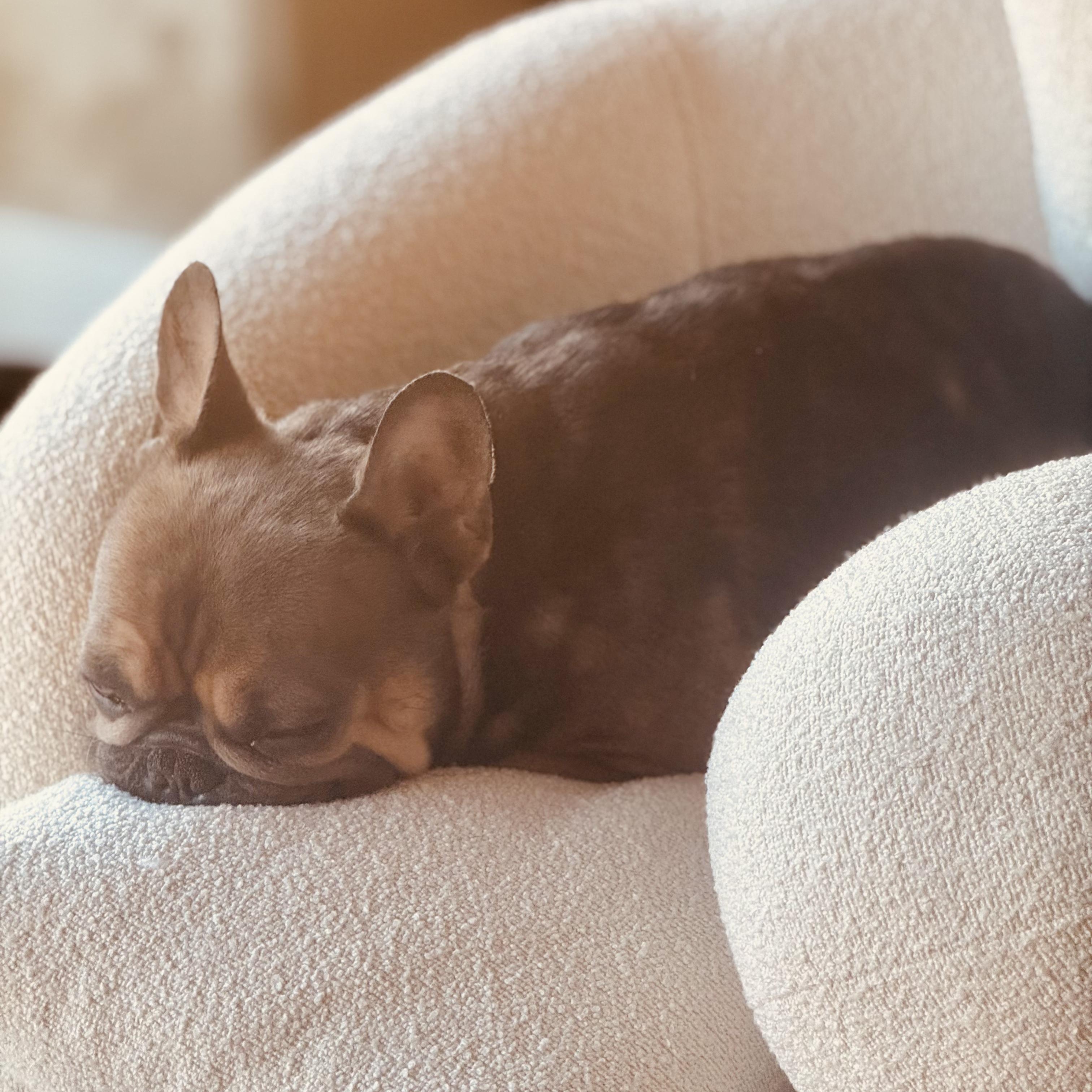 Enlarge Gaston, an adopted French Bulldog in Los Angeles, CA image 3/3
