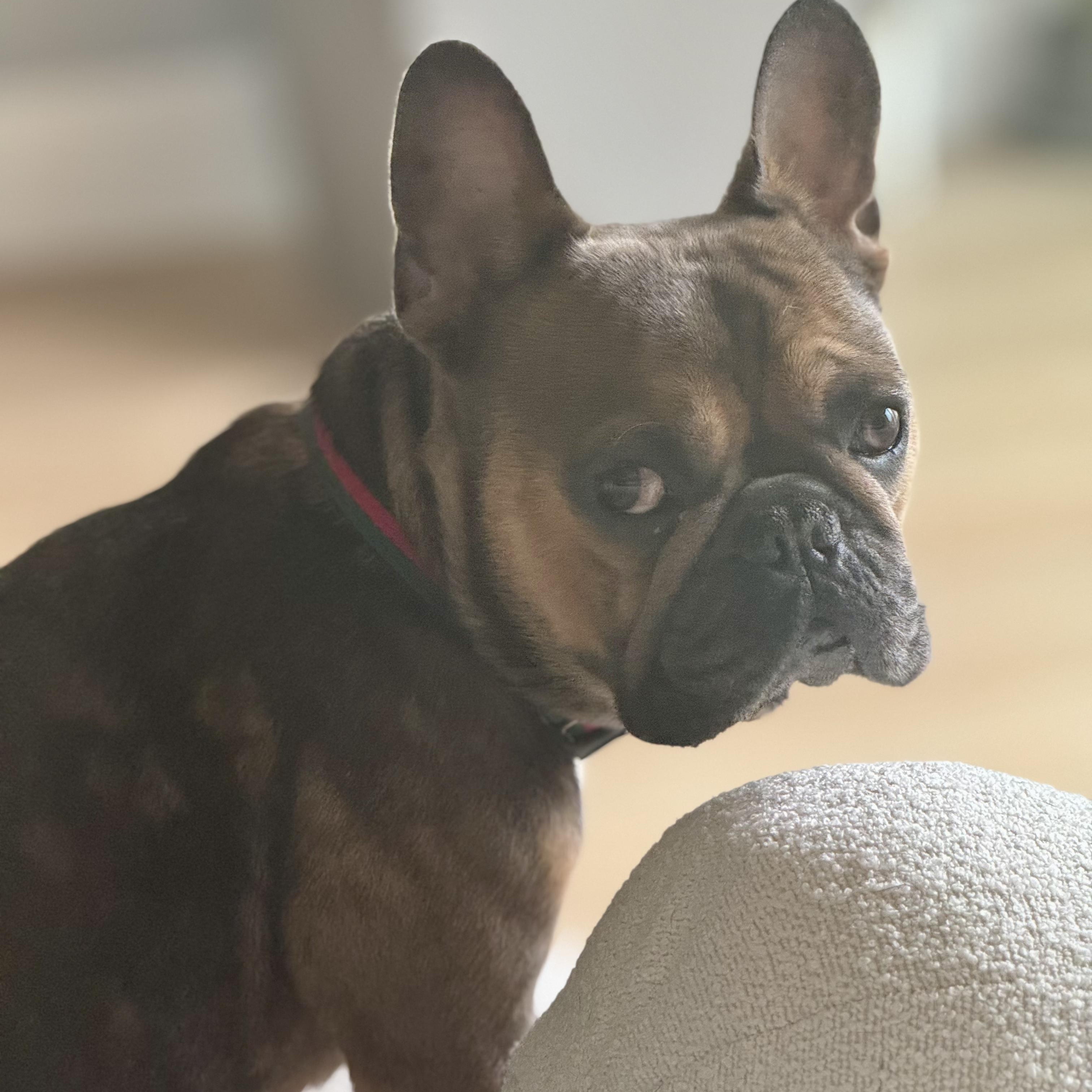 Enlarge Gaston, an adopted French Bulldog in Los Angeles, CA image 1/3