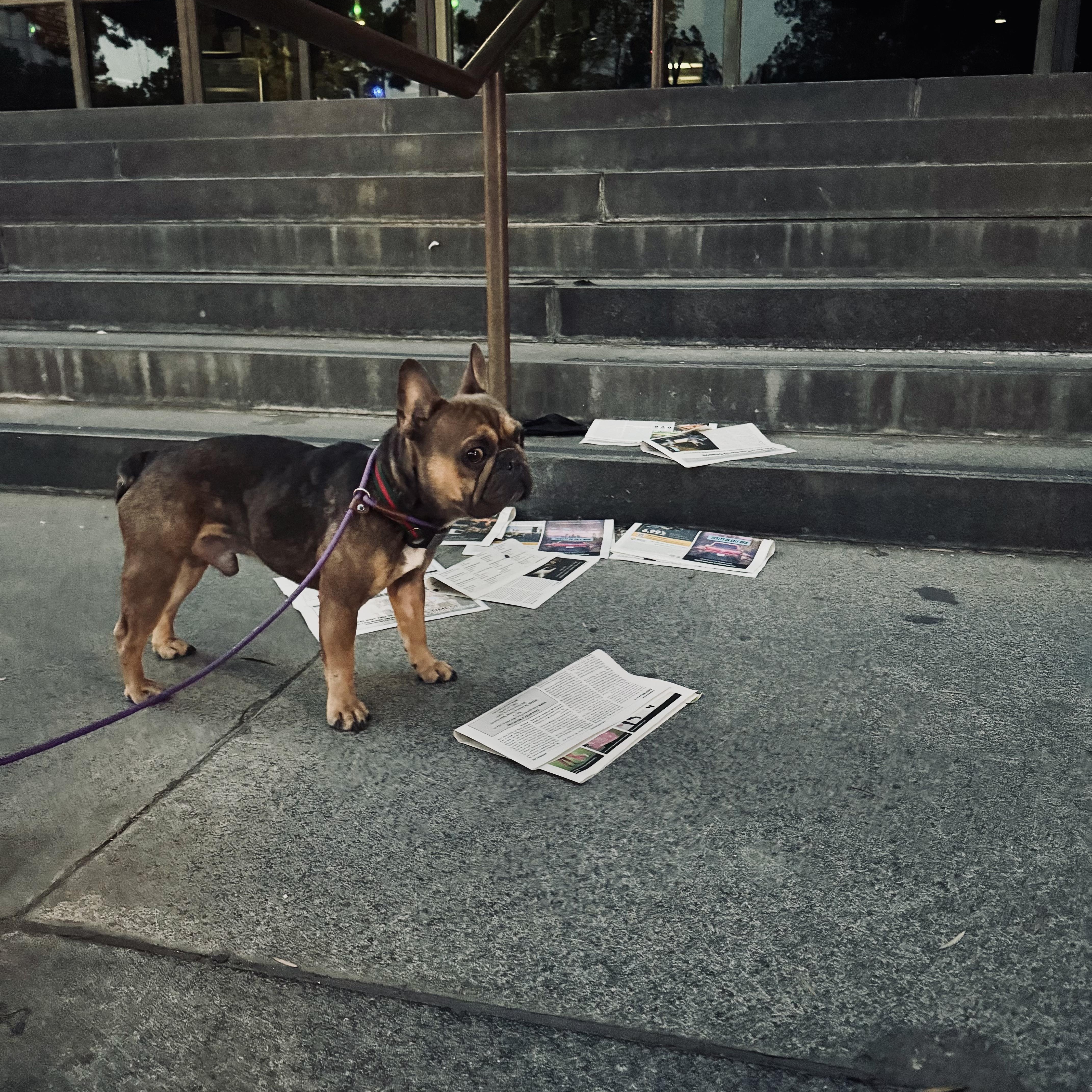 Enlarge Gaston, an adopted French Bulldog in Los Angeles, CA image 2/3