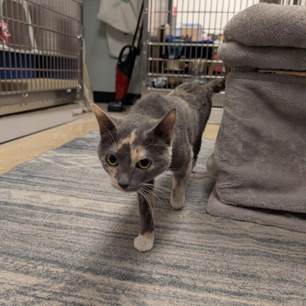 Enlarge Tennille, a Adoptable Domestic Short Hair in Downers Grove, IL image 1/1