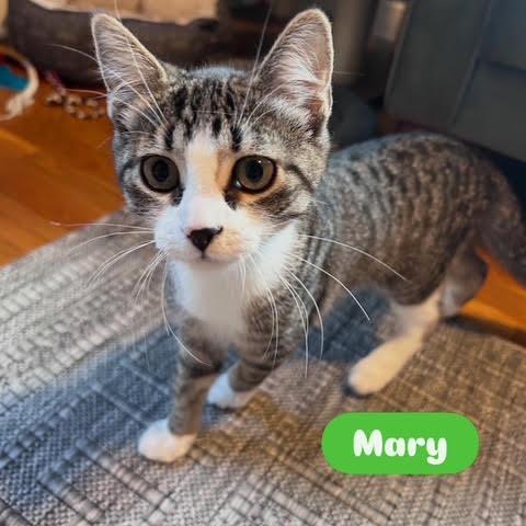Mary (Ridgeview Kitten 3), Adoptable, Kitten Female American Shorthair.