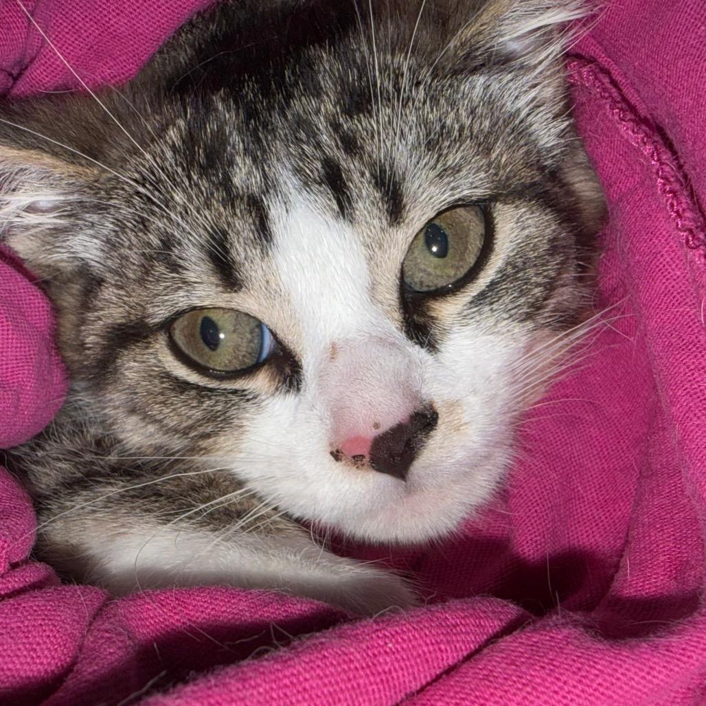 Enlarge Mary (Ridgeview Kitten 3), a Adoptable American Shorthair in Westport, CT image 2/6