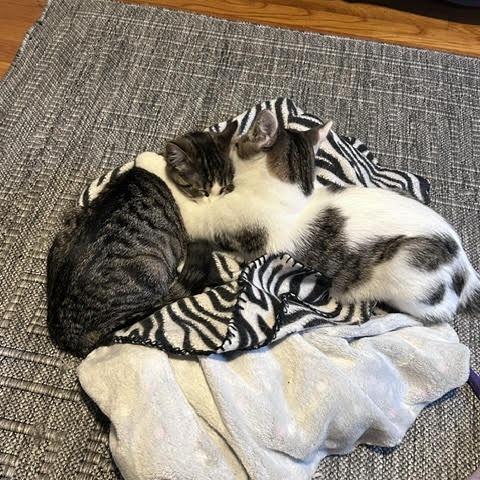 Enlarge Mary (Ridgeview Kitten 3), a Adoptable American Shorthair in Westport, CT image 3/6