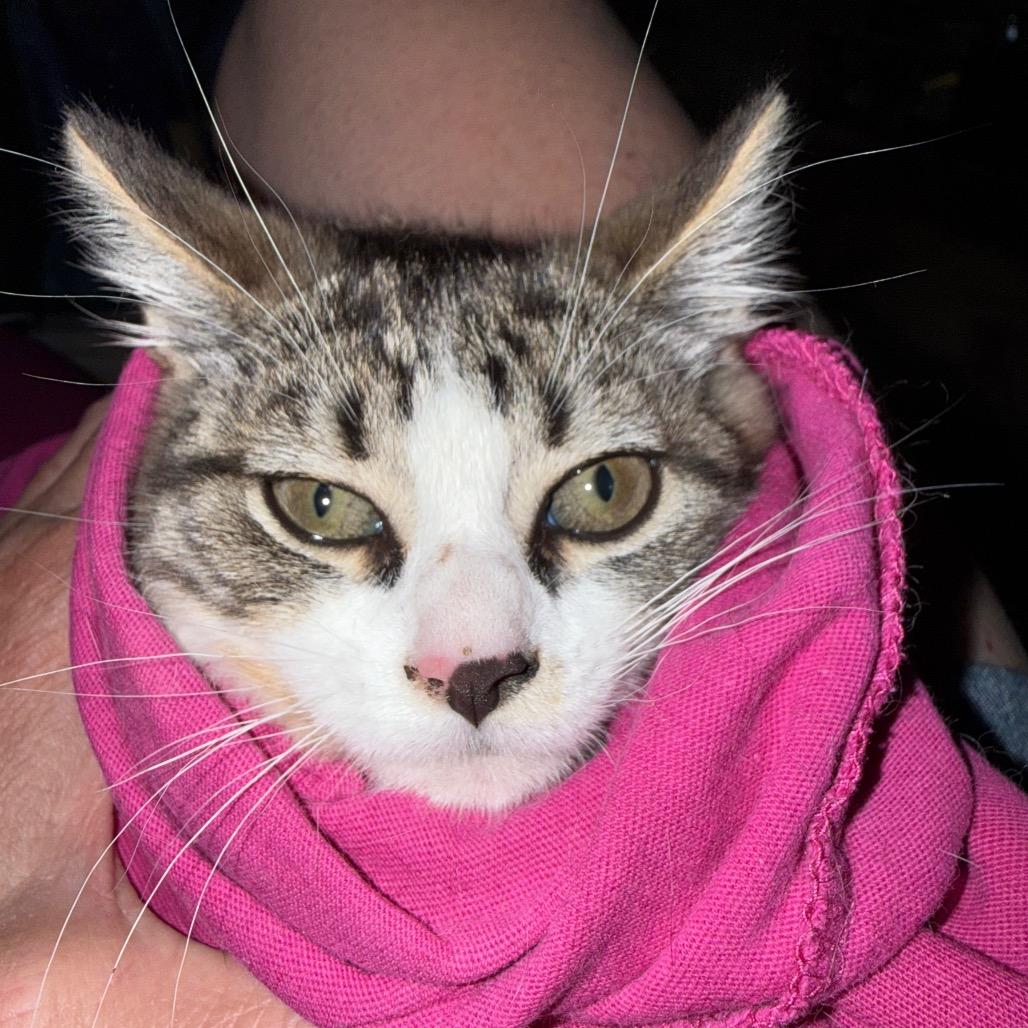 Enlarge Mary (Ridgeview Kitten 3), a Adoptable American Shorthair in Westport, CT image 4/6