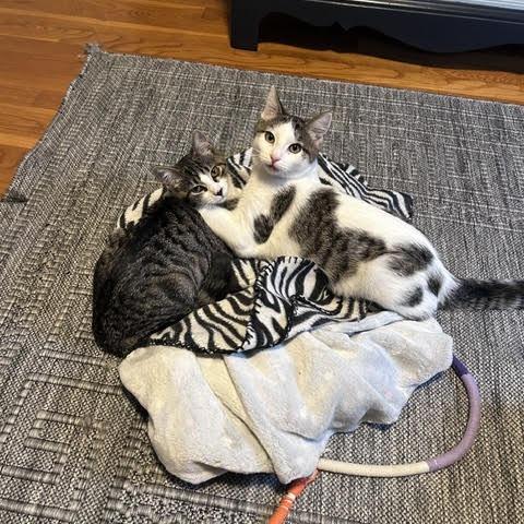 Enlarge Mary (Ridgeview Kitten 3), a Adoptable American Shorthair in Westport, CT image 5/6
