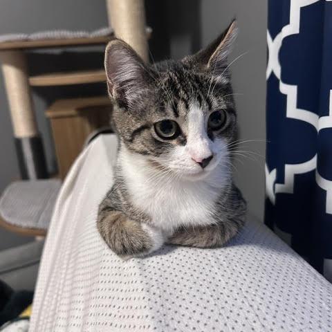 Enlarge Mary (Ridgeview Kitten 3), a Adoptable American Shorthair in Westport, CT image 6/6