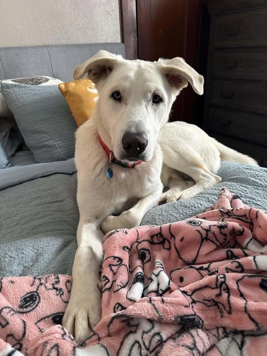 Enlarge Trooper, a ADOPTABLE mixed breed in Grand Island, NE image 2/4