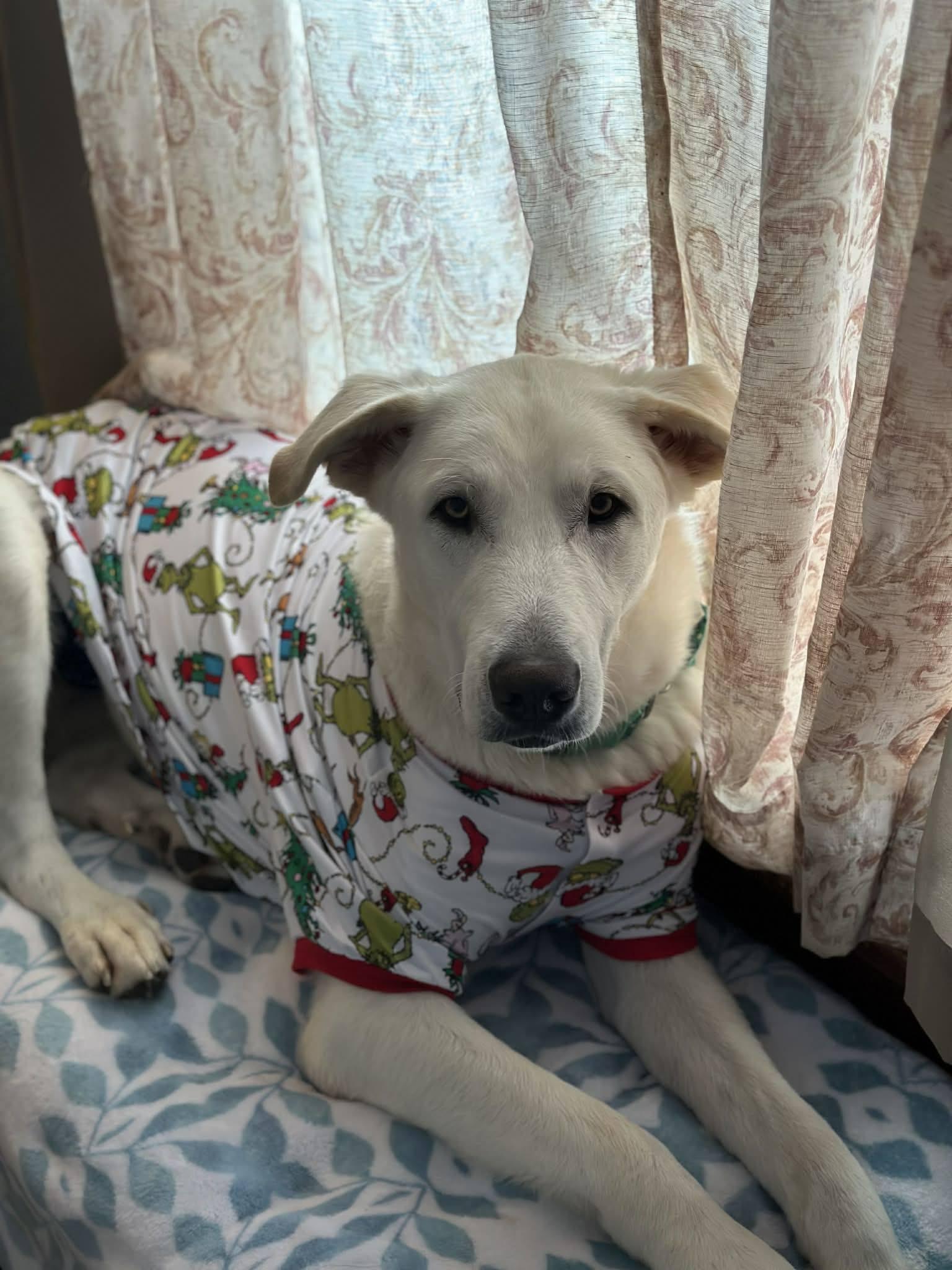 Enlarge Trooper, a ADOPTABLE mixed breed in Grand Island, NE image 3/4