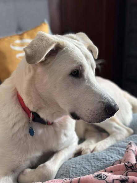 Enlarge Trooper, a ADOPTABLE mixed breed in Grand Island, NE image 4/4
