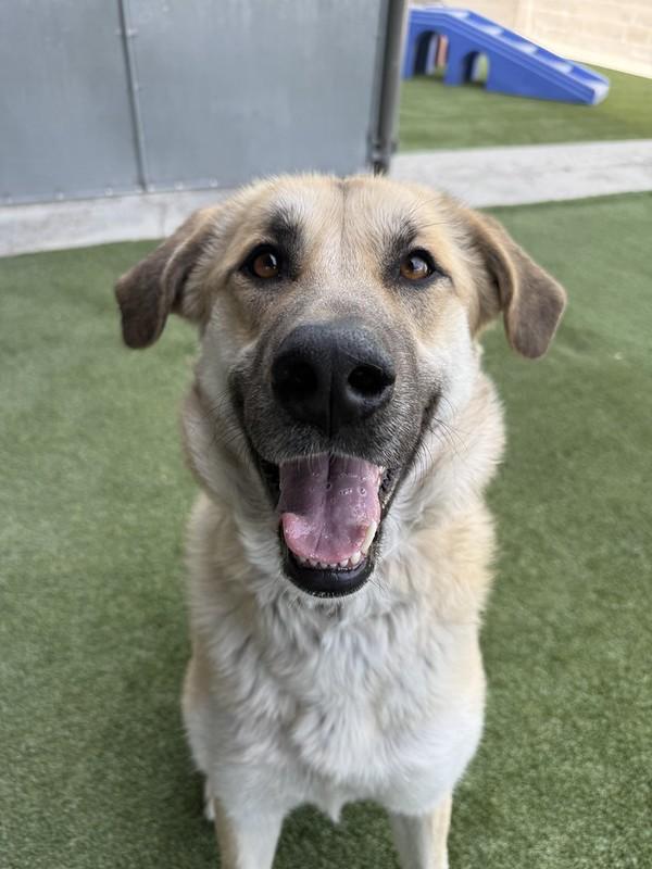 Rosita, adoptable, Young Female Mixed Breed.
