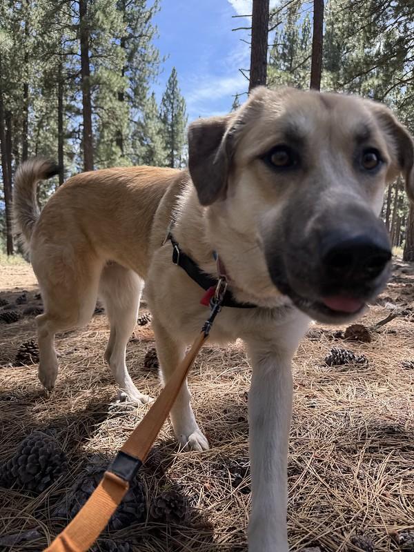 Enlarge Rosita, an adoptable Mixed Breed in Truckee, CA image 4/5