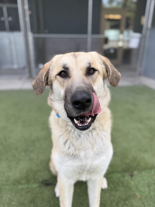 Enlarge Rosita, an adoptable Mixed Breed in Truckee, CA image 3/5