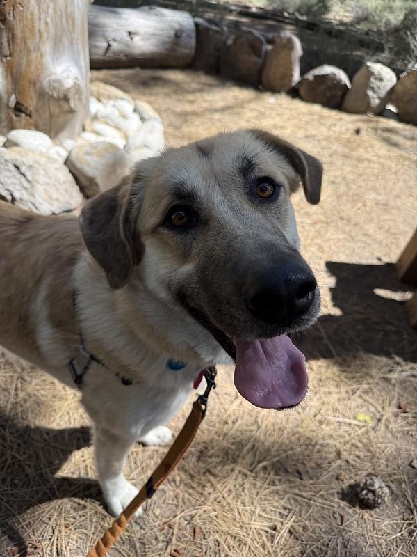 Enlarge Rosita, an adoptable Mixed Breed in Truckee, CA image 2/5