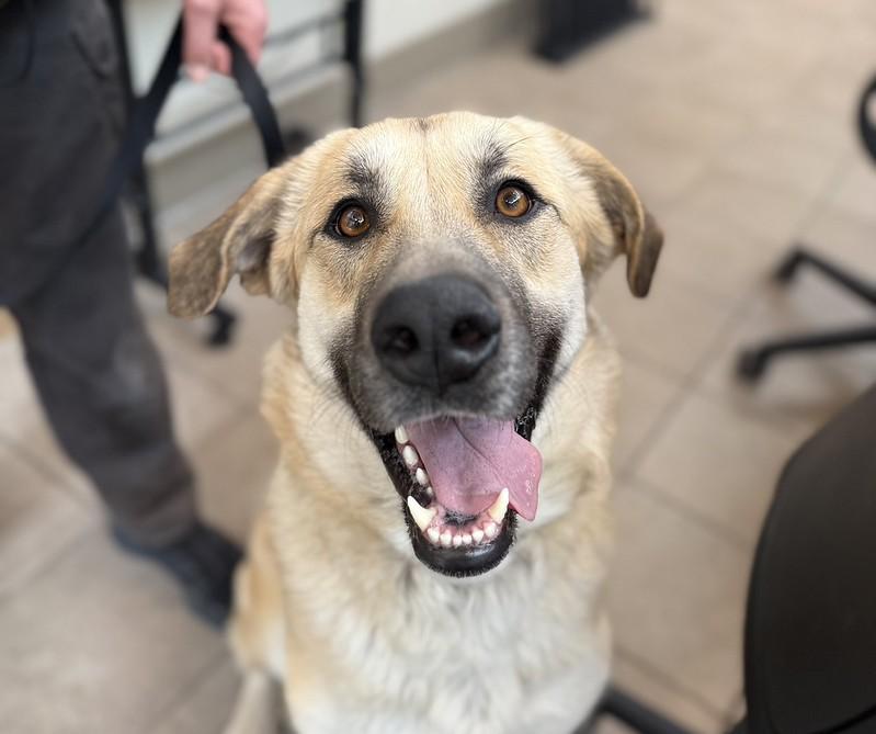 Enlarge Rosita, an adoptable Mixed Breed in Truckee, CA image 5/5