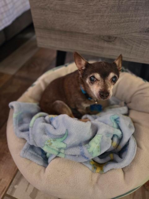 Scrappy (Pappy), Adoptable, Senior Male Chihuahua.