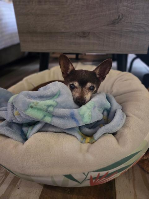 Scrappy (Pappy), a Adoptable Chihuahua in El Cajon, CA image 2/6