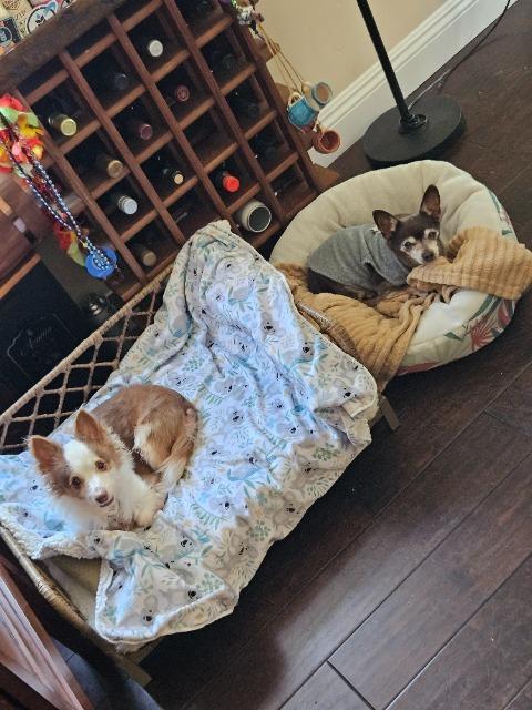 Scrappy (Pappy), Adoptable, Senior Male Chihuahua.