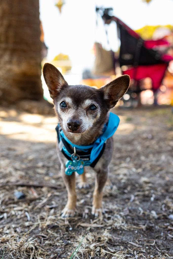 Scrappy (Pappy), a Adoptable Chihuahua in El Cajon, CA image 4/6