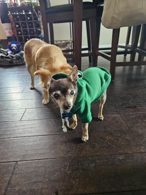 Scrappy (Pappy), a Adoptable Chihuahua in El Cajon, CA image 5/6