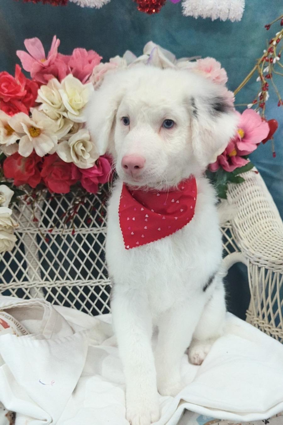 Boba, adopted, Young Male Australian Shepherd & Poodle (Toy).