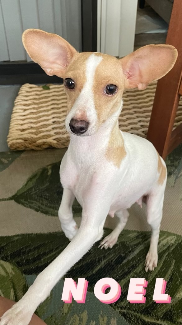 Enlarge Noel, a Adoptable mixed breed in Valley Village, CA image 1/4