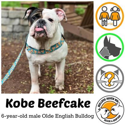 KOBE BEEFCAKE - pending, Adoptable, Adult Male English Bulldog.