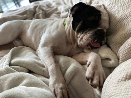 Enlarge KOBE BEEFCAKE - pending, an adopted English Bulldog in Bonney Lake, WA image 2/2