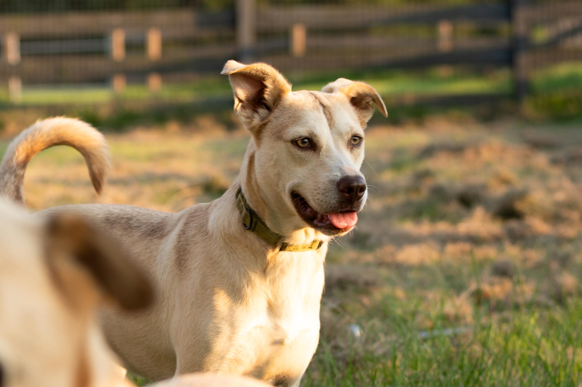Betty, Adoptable, Adult Female Carolina Dog & Black Mouth Cur.