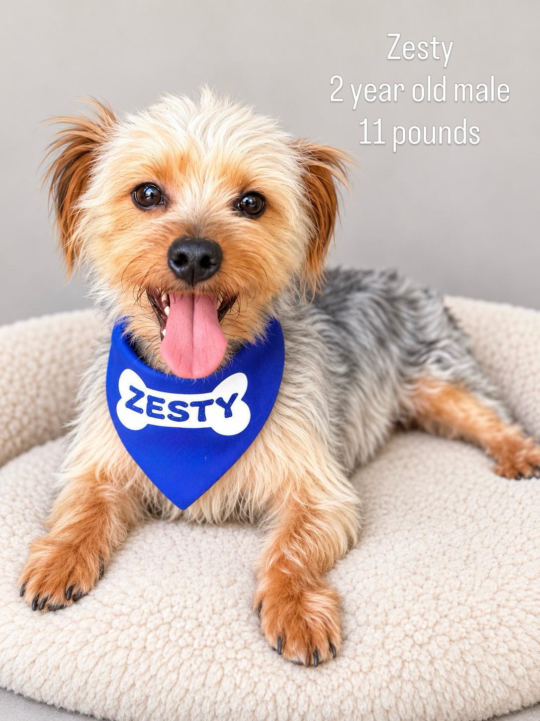Zesty, Adoptable, Adult Male Yorkshire Terrier.