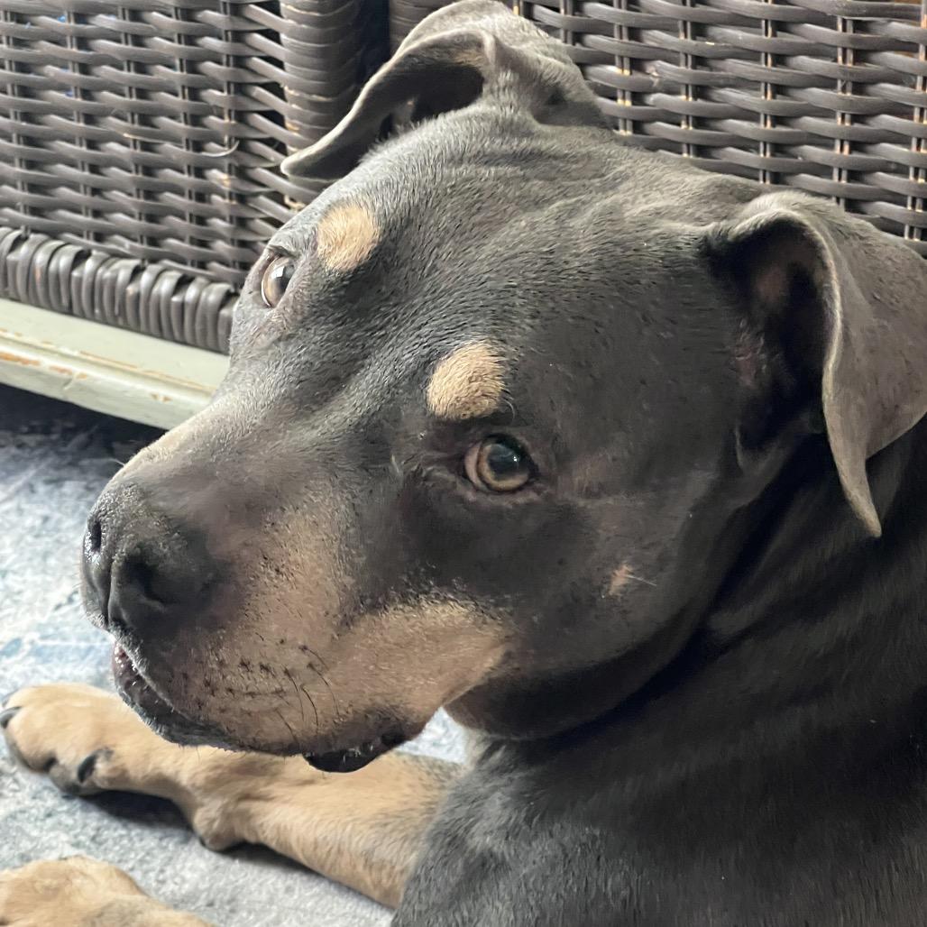 Jax, Adoptable, Adult Male Pit Bull Terrier.