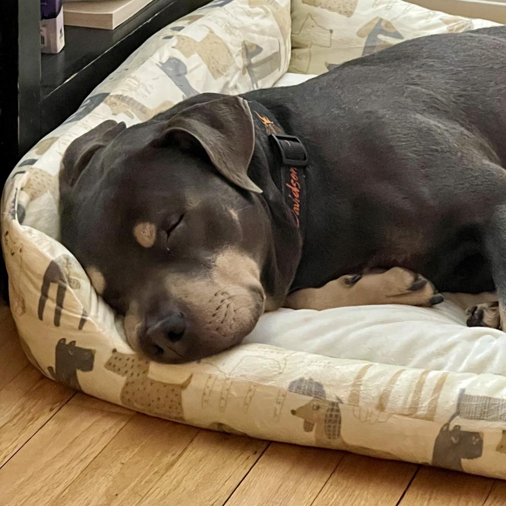 Enlarge Jax, a Adoptable Pit Bull Terrier in Newark, NJ image 2/2