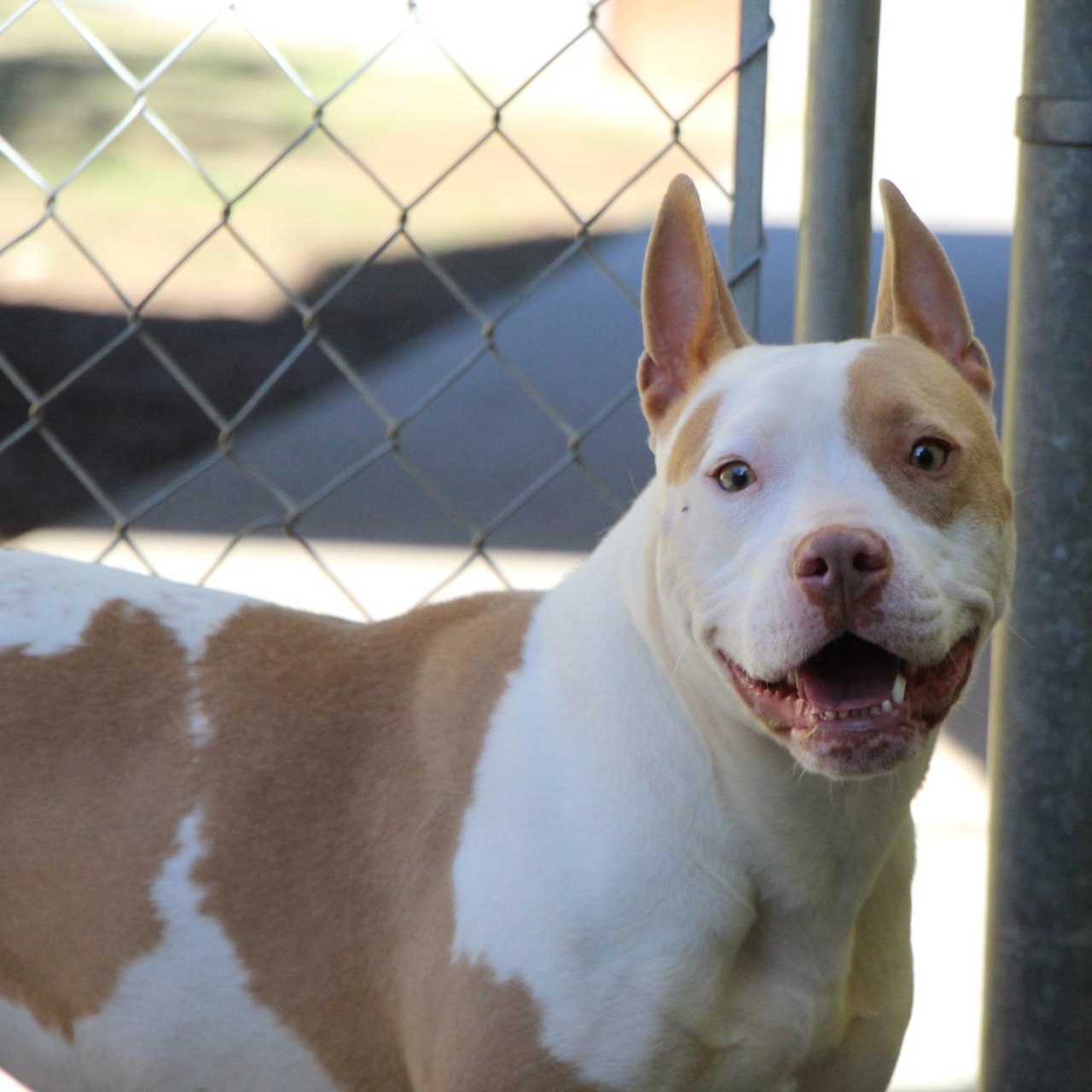 Baja Blast, a Adoptable mixed breed in Dawsonville, GA image 2/5