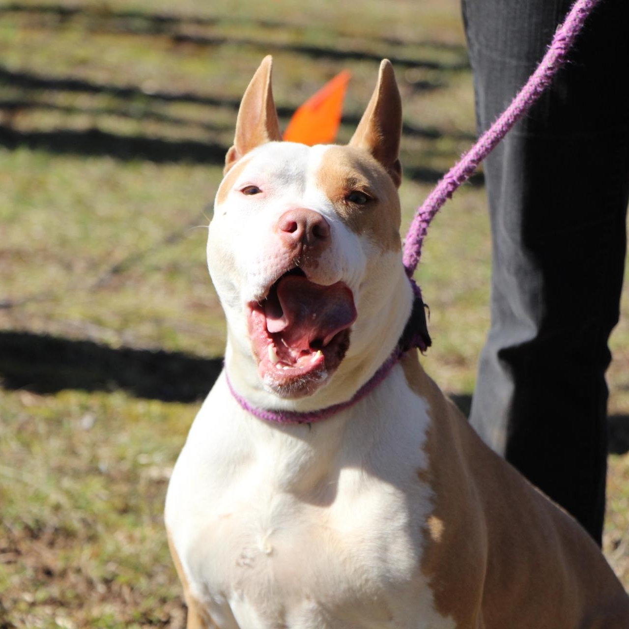 Baja Blast, a Adoptable mixed breed in Dawsonville, GA image 3/5