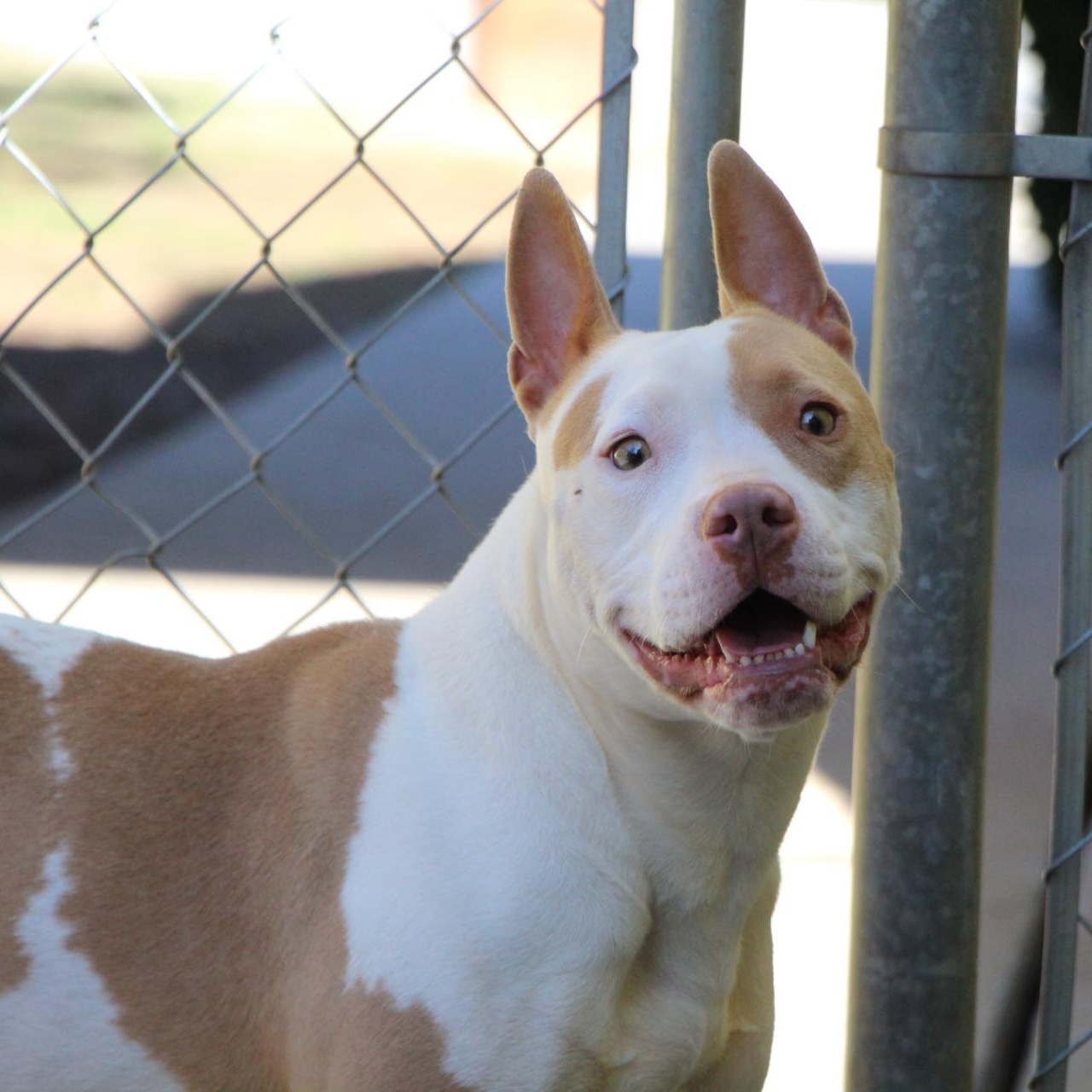 Baja Blast, Adoptable, Adult Female American Staffordshire Terrier.