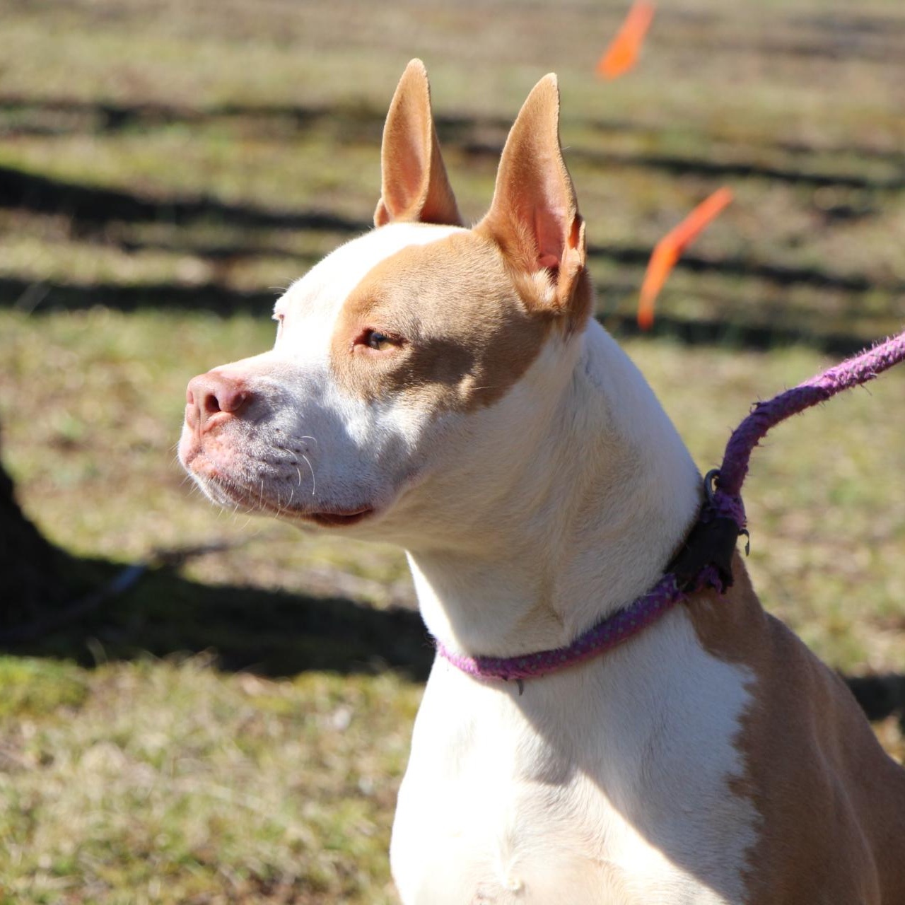 Baja Blast, a Adoptable mixed breed in Dawsonville, GA image 4/5