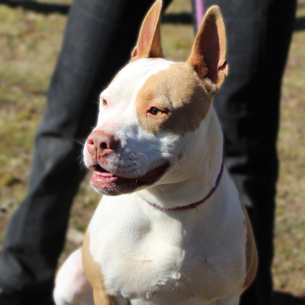 Baja Blast, a Adoptable mixed breed in Dawsonville, GA image 5/5