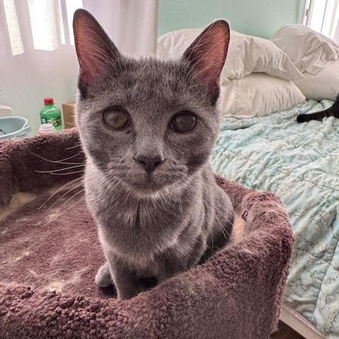 Sushi (8 months), a ADOPTABLE Domestic Short Hair in Los Angeles, CA image 4/6