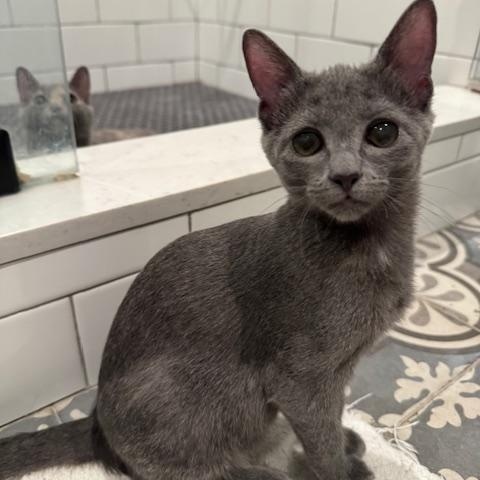 Sushi (8 months), a ADOPTABLE Domestic Short Hair in Los Angeles, CA image 1/6