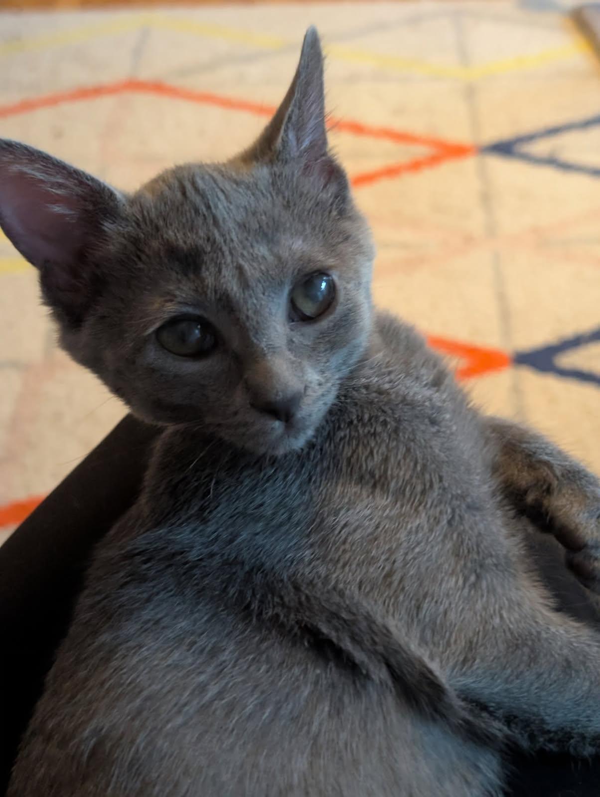 Sushi (8 months), a ADOPTABLE Domestic Short Hair in Los Angeles, CA image 2/6