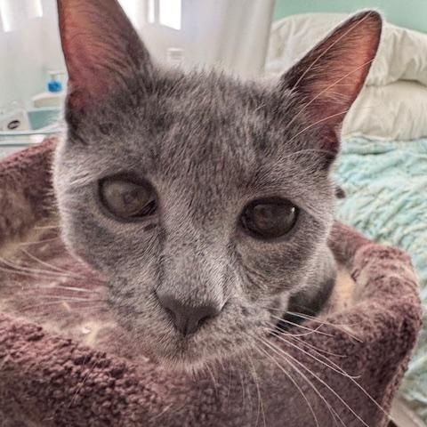 Sushi (8 months), a ADOPTABLE Domestic Short Hair in Los Angeles, CA image 3/6