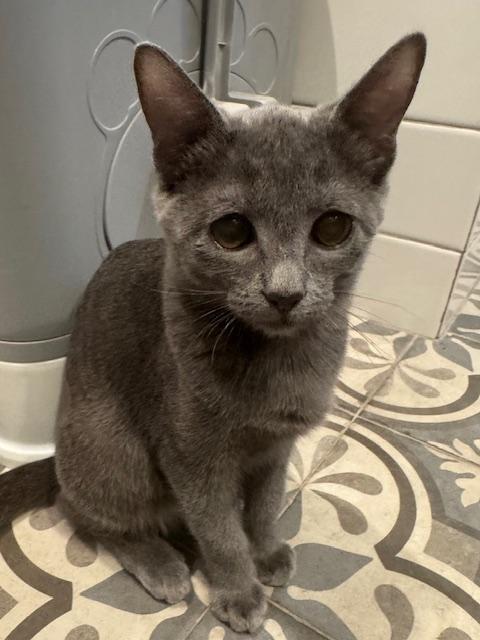 Sushi (8 months), a ADOPTABLE Domestic Short Hair in Los Angeles, CA image 6/6