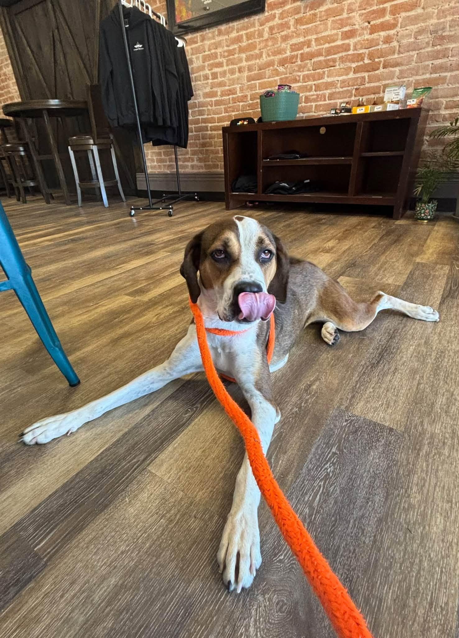 Enlarge Aspen, a Adoptable mixed breed in West Branch, MI image 2/2