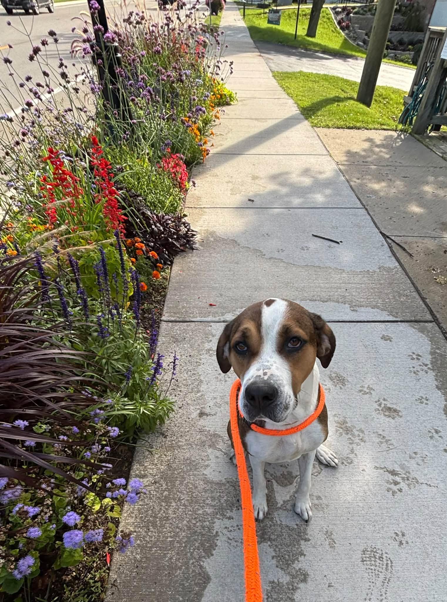 Aspen, Adoptable, Adult Female Hound.