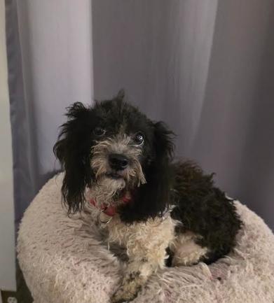 Enlarge Stella, a Adopted mixed breed in Chicago, IL image 2/6