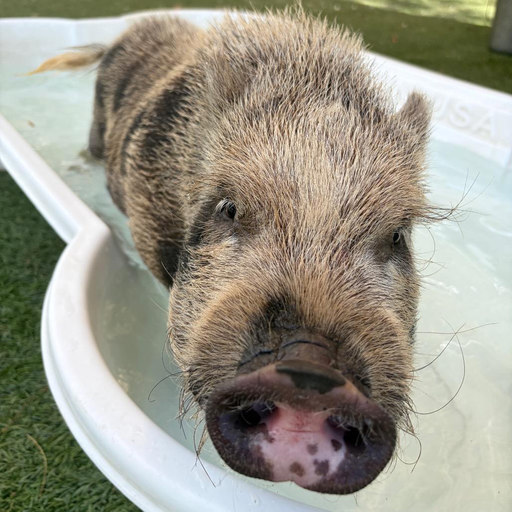 Pua, Adoptable, Young Male Vietnamese Pot Bellied.