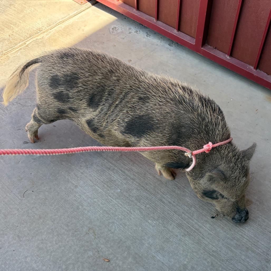 Pua, a Adoptable Vietnamese Pot Bellied in Henderson, NV image 2/5