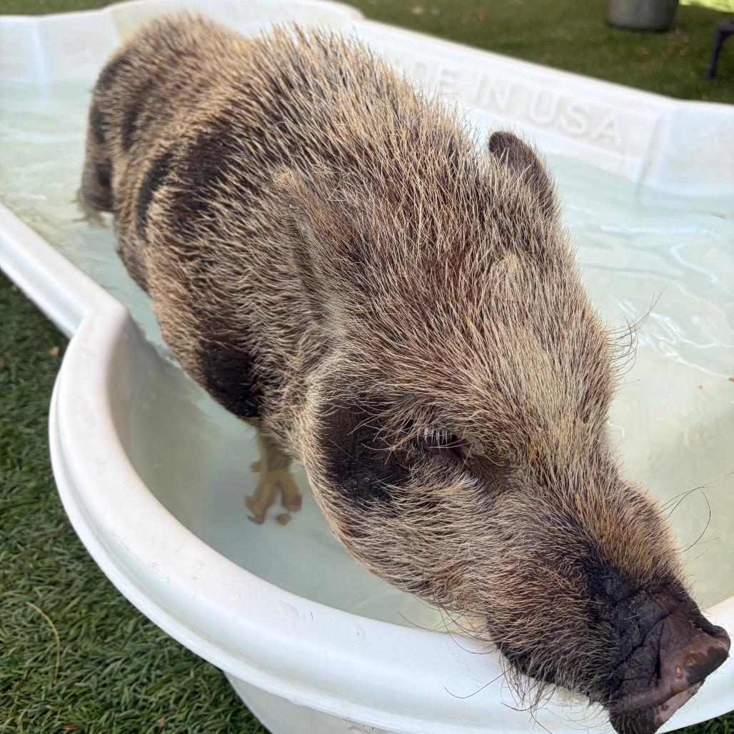 Pua, a Adoptable Vietnamese Pot Bellied in Henderson, NV image 3/5