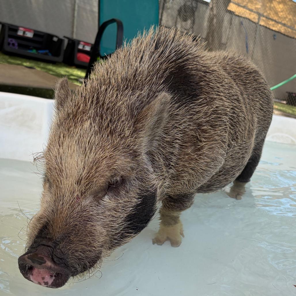Pua, a Adoptable Vietnamese Pot Bellied in Henderson, NV image 4/5