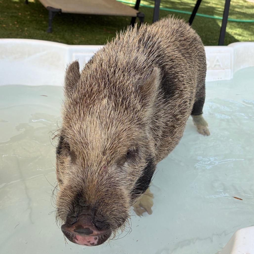 Pua, a Adoptable Vietnamese Pot Bellied in Henderson, NV image 5/5